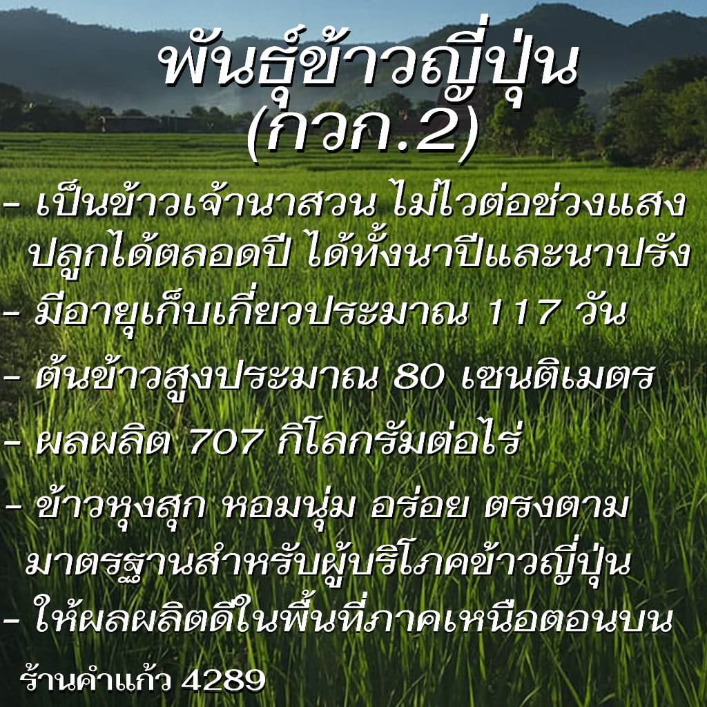 เมล็ดพันธุ์ข้าวญี่ปุ่น บรรจุ 1 Kg. พันธุ์ข้าวอย่างดี คัดพิเศษ ปลูกได้ตลอดปี ปลูกเองขายเองโดยวิธีธรรมชาติ รูปที่ 2