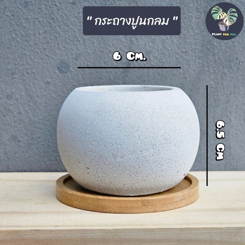 ต้นบัวบกโขด พร้อมกระถาง+จานรองไม้+หินภูเขาไฟแต่งหน้ากระถาง รูปที่ 8