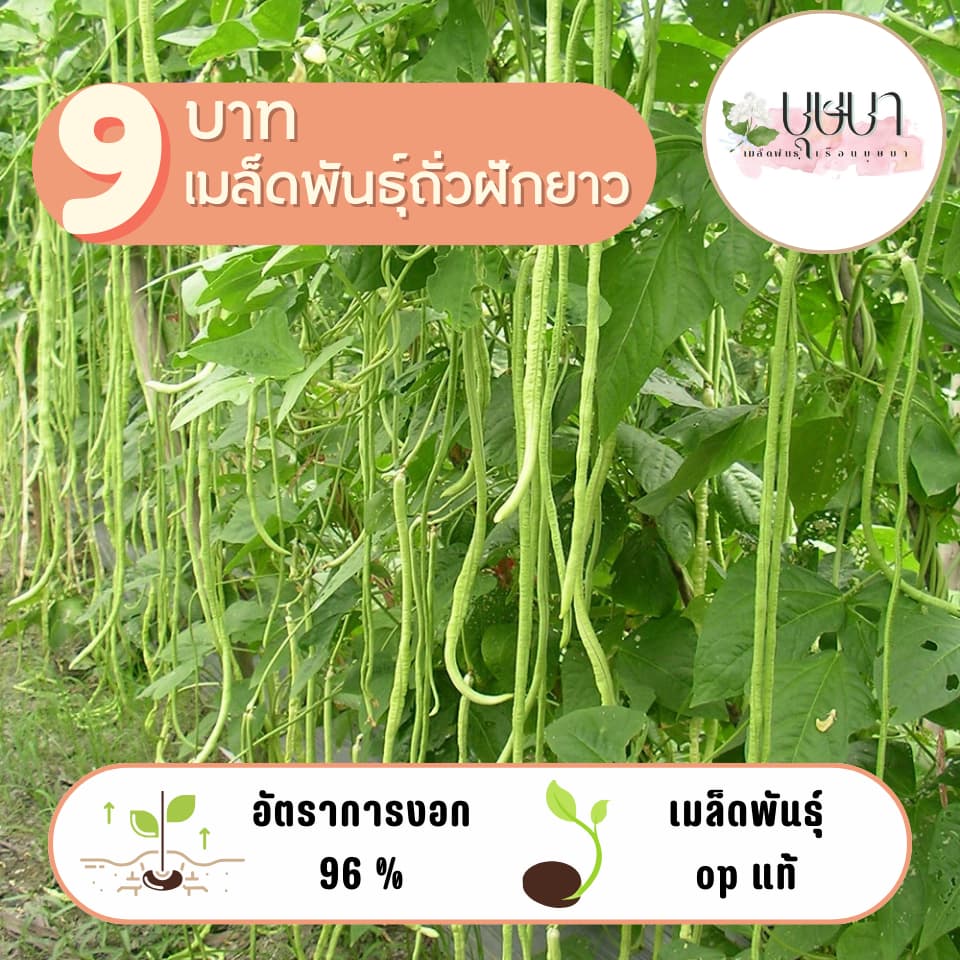 เมล็ดพันธุ์ถั่วฝักยาว 20 เมล็ด 9 บาท รูปที่ 1