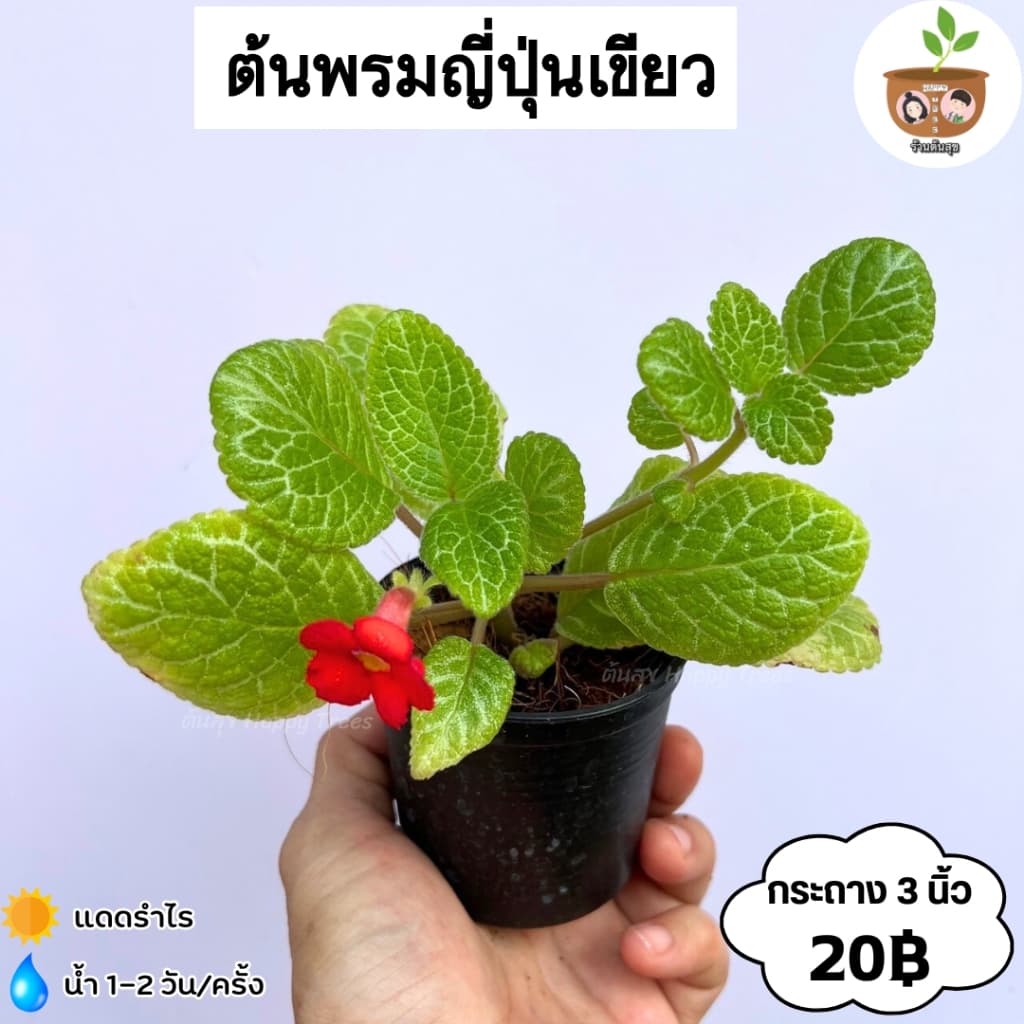 ต้นพรมญี่ปุ่นเขียว จัดส่ง 2 ต้นขึ้นไป คละแบบได้ รูปที่ 1
