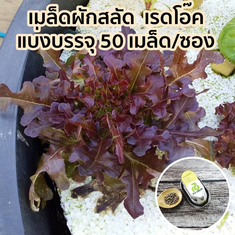 เมล็ดพันธุ์ผักสลัดเคลือบ ปลูกง่าย งอกเร็ว 99% ปลูกในบ้าน ไฮโดรโปนิกส์ ผักปลอดสาร กรีนโอ๊ค ผักคอส รูปที่ 8