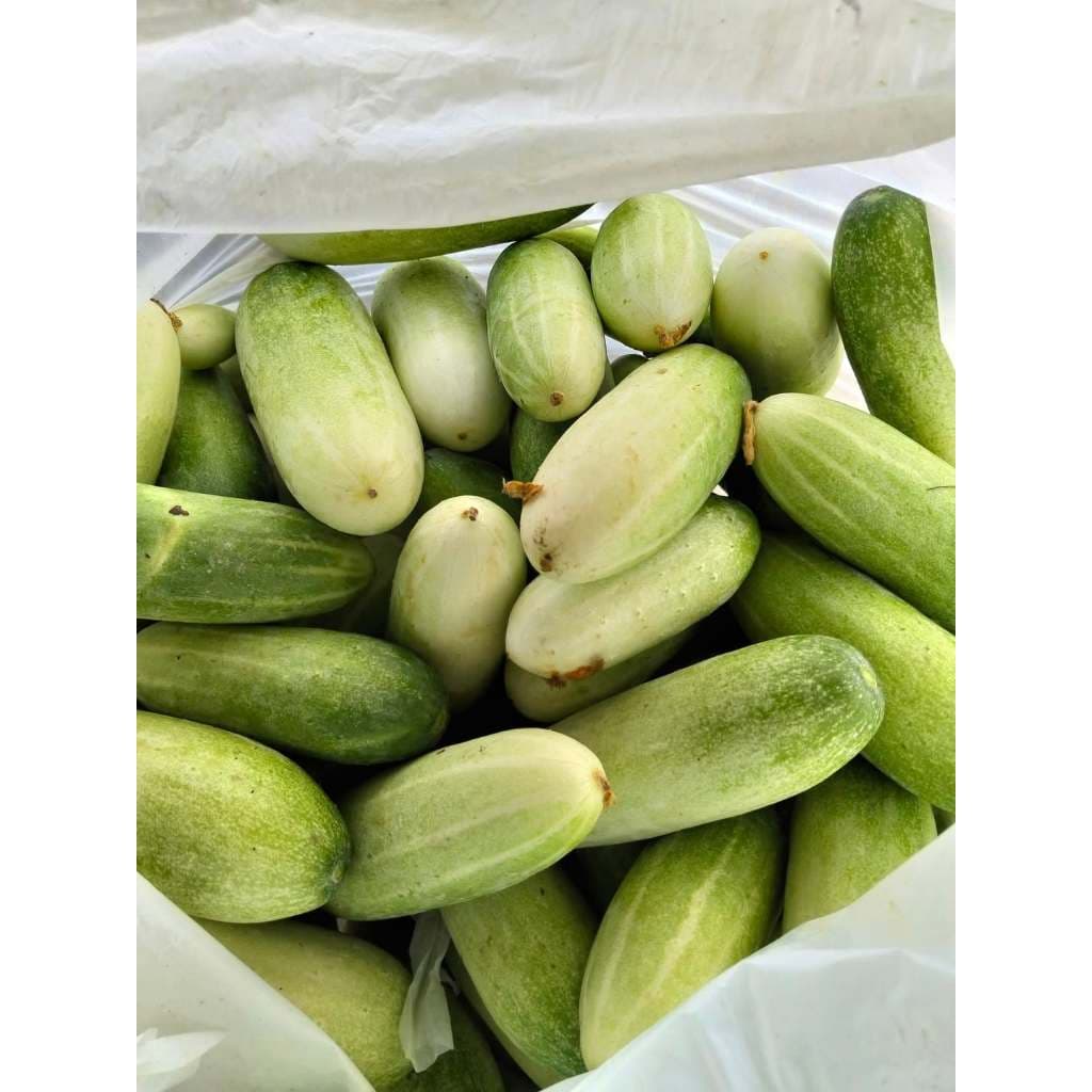 เมล็ดพันธุ์แตงกวา ผักสวนครัว 40-100 เมล็ด ผลตรง สีเขียว เนื้อกรอบ รสหวานฉ่ำ ปลูกง่าย ชอบแดด รูปที่ 2