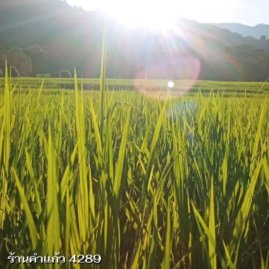 เมล็ดพันธุ์ข้าวญี่ปุ่น บรรจุ 1 Kg. พันธุ์ข้าวอย่างดี คัดพิเศษ ปลูกได้ตลอดปี ปลูกเองขายเองโดยวิธีธรรมชาติ รูปที่ 6
