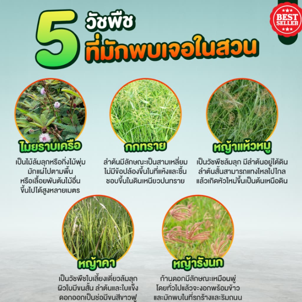 ปราบหญ้าทุกชนิดไม่มีสารเคมี ยาฆ่าหญ้า 1แกลลอน บรรจุ 1ลิตร ปลอดภัยต่อคนและสัตว์ รูปที่ 5