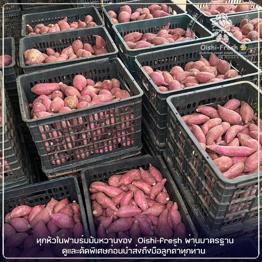 Oishi-Fresh มันหวานญี่ปุ่นปลูกไทยเบนิฮารุกะ โอกินาว่า เพอเพิ่ลสวีท เผาพร้อมทาน หอม หวาน จัดส่ง 24 ชม. รูปที่ 3