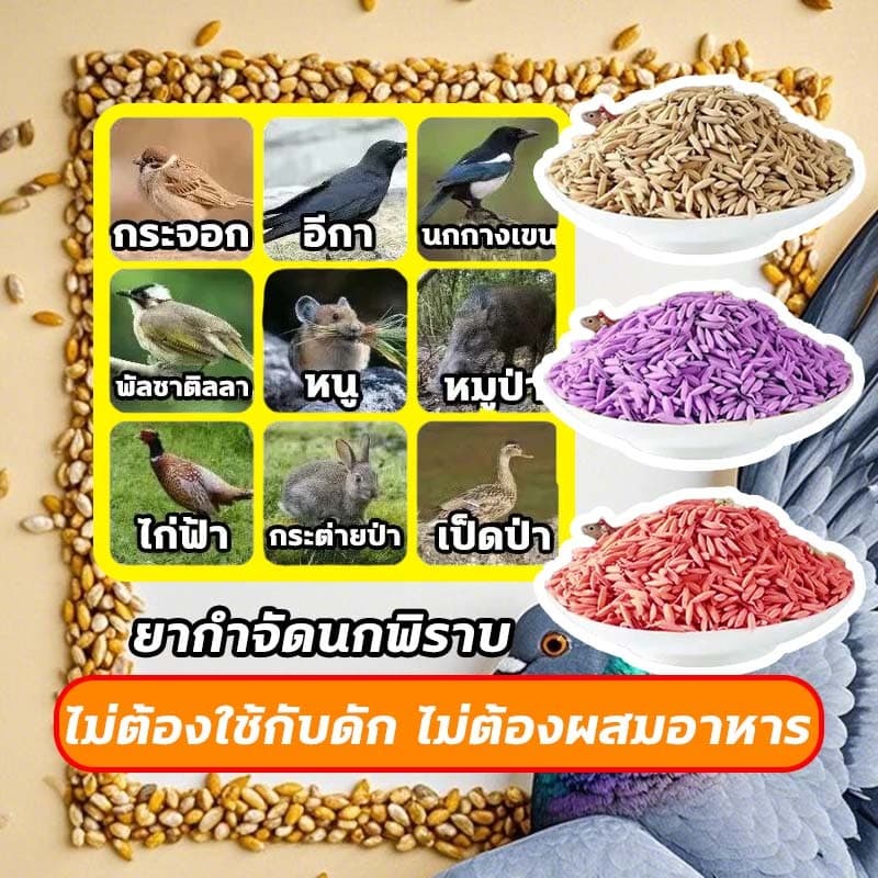 บอกลาขี้นกที่กวนใจเหยื่อกำจัดนก นำเข้าจากเยอรมัน ตายแห้งไม่เหม็น ยาเบื่อนก เหยื่อกำจัดนกพิราบ ยากำจัดนกพิราบ ไล่นก รูปที่ 5