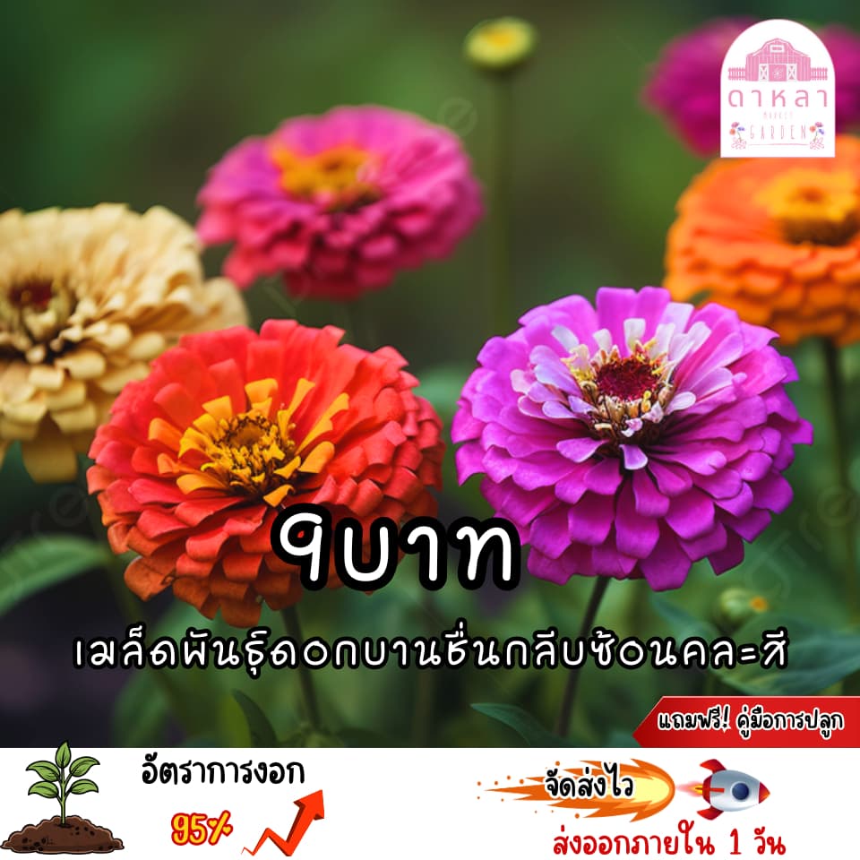 ดอกบานชื่อนกลีบซ้อนคละสี 100 เมล็ด รูปที่ 1