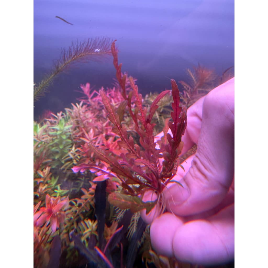 Hygrophilia Pinnatifida ไมยราบน้ำ รูปที่ 2