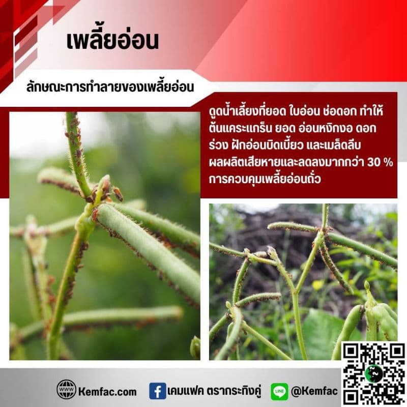 ทูแทค ยกลัง 20ขวด ยาหนอน เพลี้ย สูตรเย็น รูปที่ 2