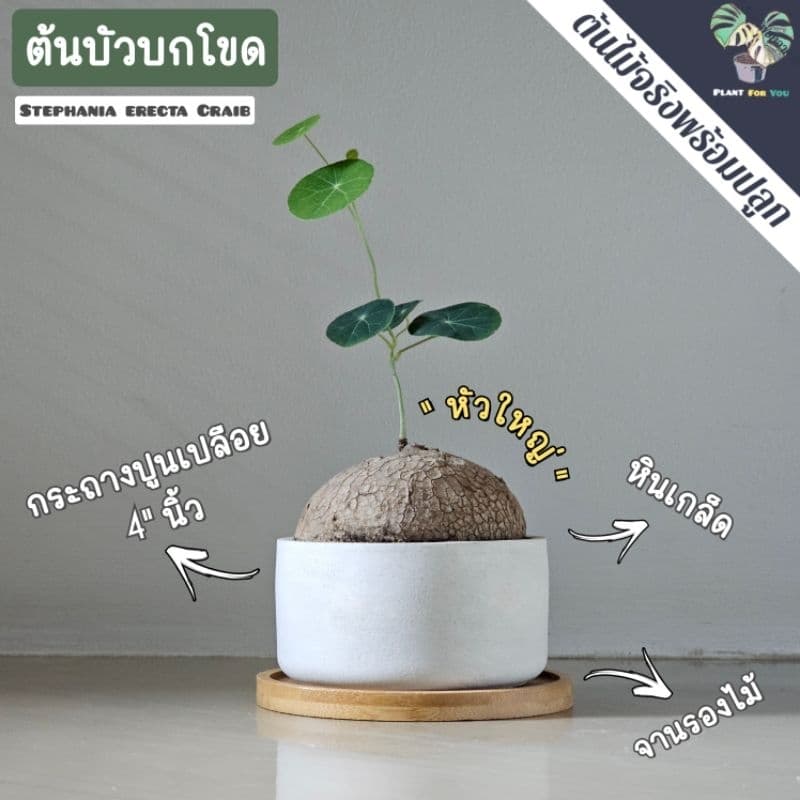 ต้นบัวบกโขด พร้อมกระถาง+จานรองไม้+หินภูเขาไฟแต่งหน้ากระถาง รูปที่ 1