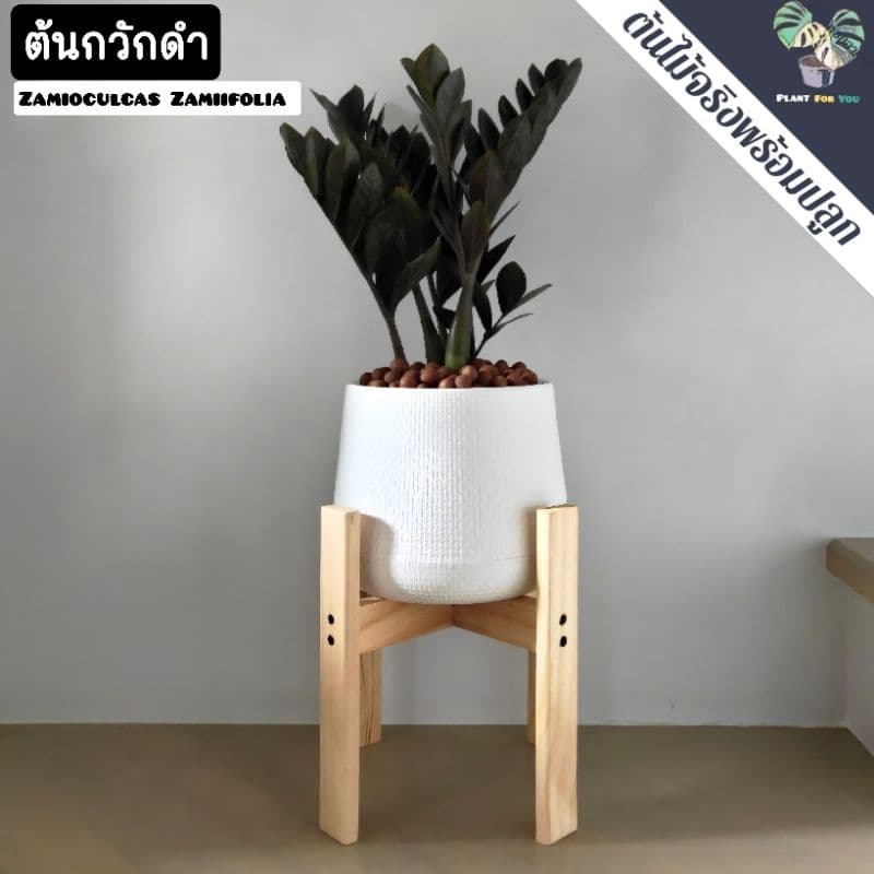 ต้นกวักมรกตดำ Zamioculcas zamifolia พร้อมกระถาง+เม็ดPopper+ขาตั้ง รูปที่ 2