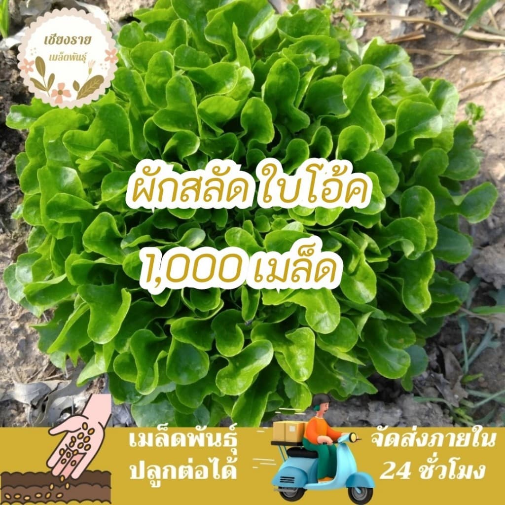 เมล็ดพันธุ์ ผักสลัด ใบโอ้ค 150 เมล็ด Oak Leaf Lettuce Seed เมล็ดพันธุ์แท้ 100% นำเข้าจากต่างประเทศ รูปที่ 2