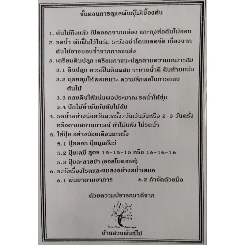 ต้นขนุน พันธุ์เพชรราชา ต้นทาบกิ่ง สูง 90-100 ซม. รูปที่ 9