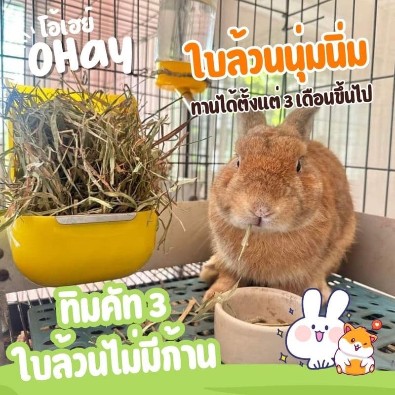 Ohay หญ้ากระต่ายโปรสุดคุ้ม 5 โล 10 โล หญ้าทิมโมธีคัท 1 อัลฟาฟ่า และทิโมธีคัท 3 รูปที่ 2
