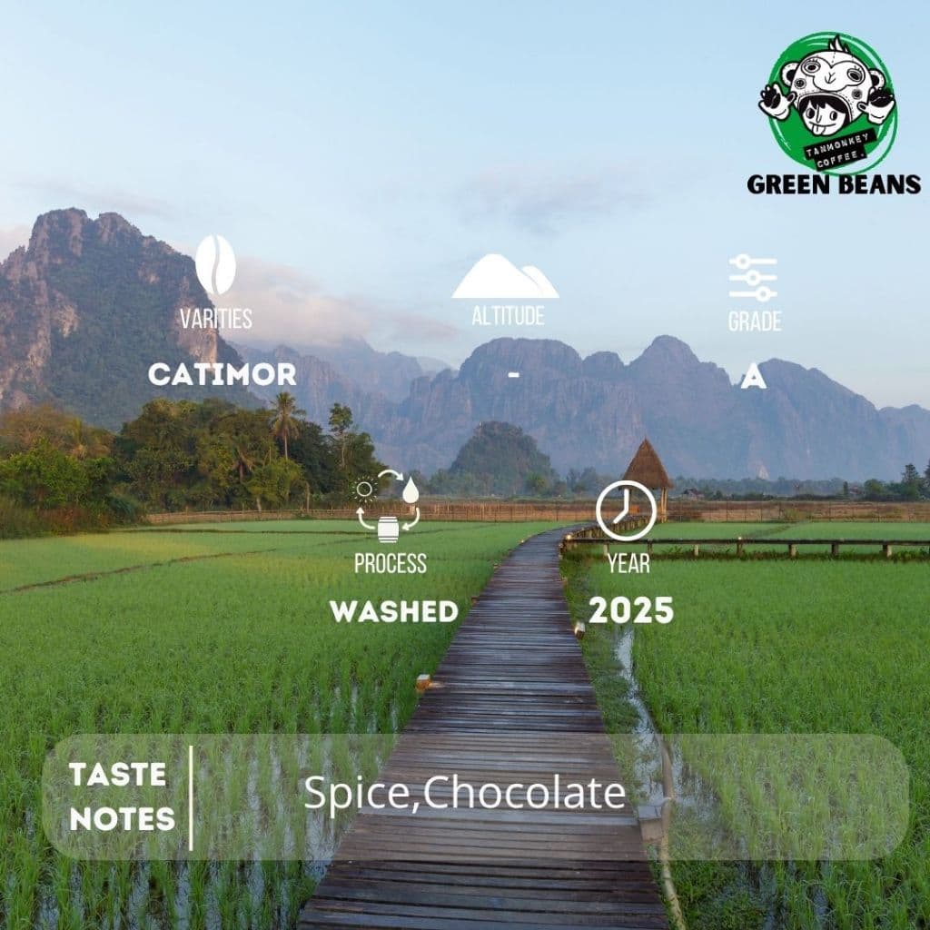 สารเมล็ดกาแฟ Laos Washed 2025 ขนาด 30kg รูปที่ 2