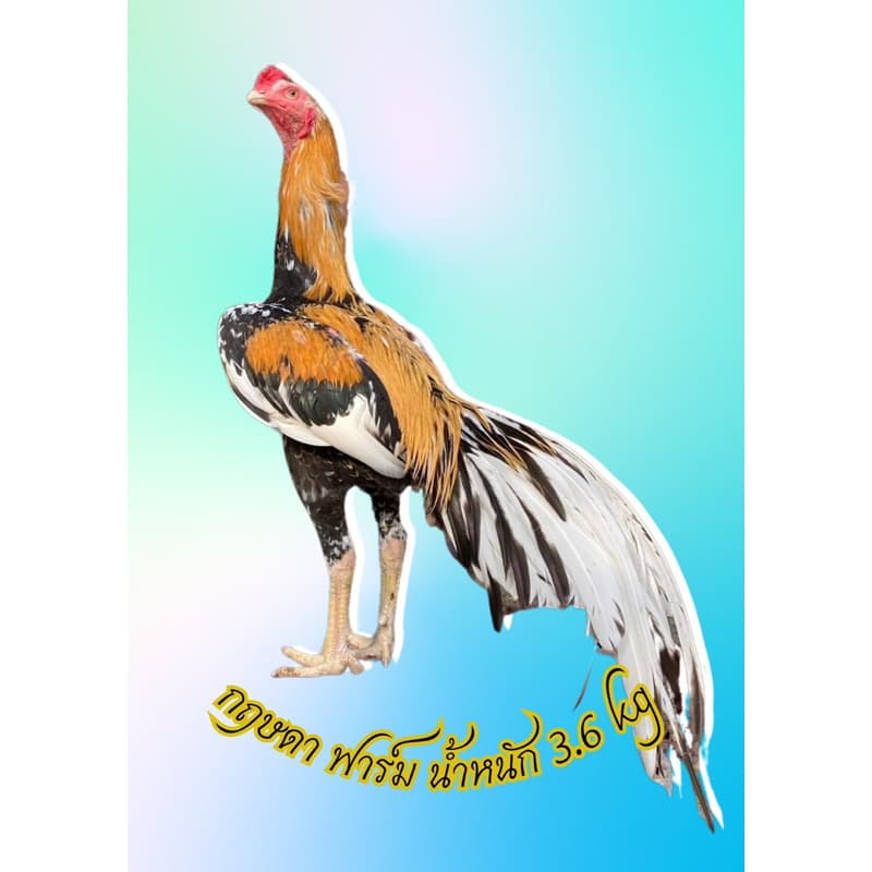 ไข่เชื้อไก่เหลืองหางขาว สายสวยงามและประกวด ใบละ 120 รูปที่ 1