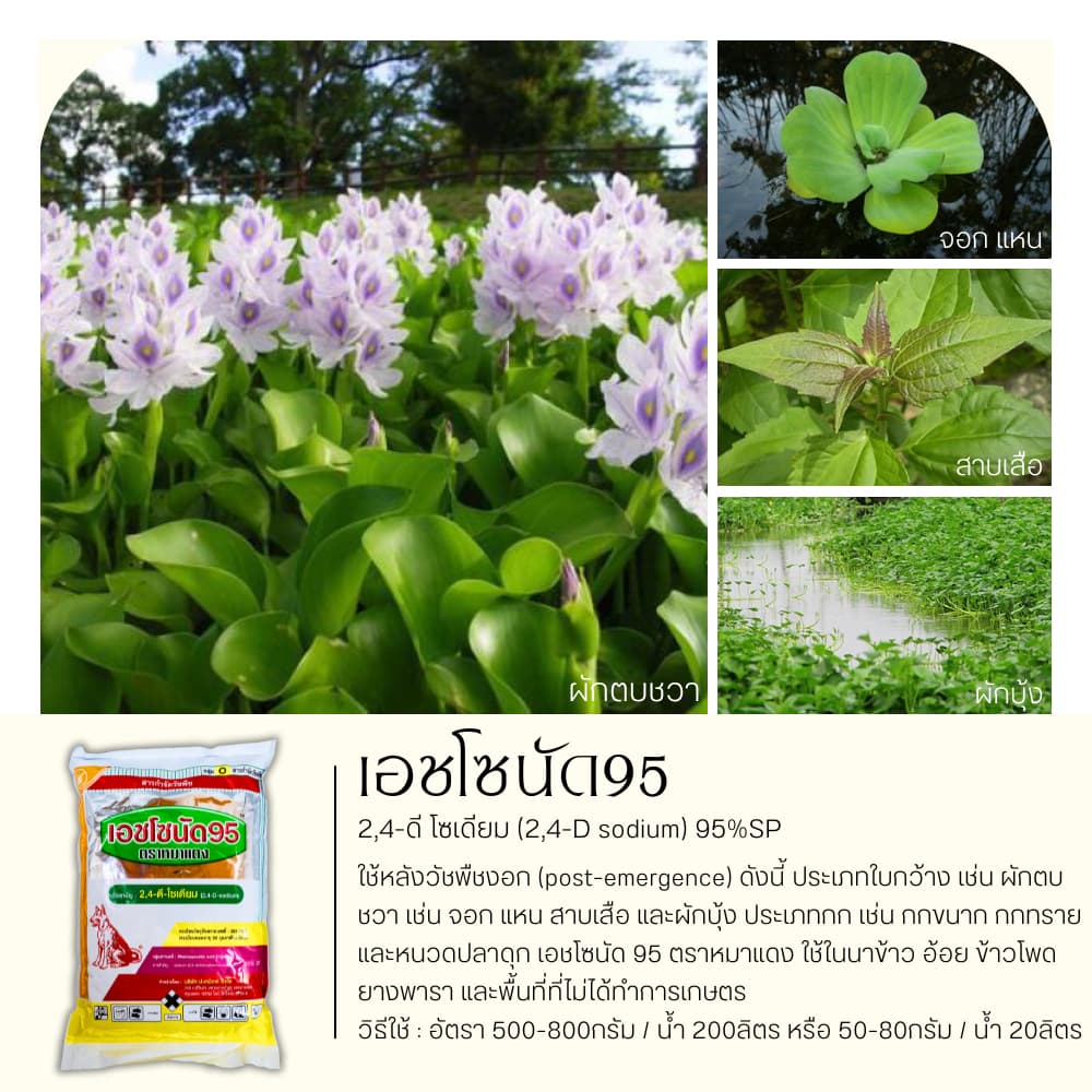 เอชโซนัด95 ตราหมาแดง 1กิโลกรัม กำจัดหญ้าใบกว้าง และกกต่างๆ รูปที่ 2