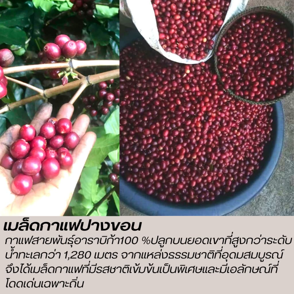 เมล็ดกาแฟสด คั่วใหม่ กาแฟปางขอนเกรดAของแท้ Pangkhon อราบิก้า 100% เมล็ดกาแฟคั่วเข้ม คั่วเข้มมาก ราคาโรงคั่ว ขนาด500กรัม รูปที่ 2