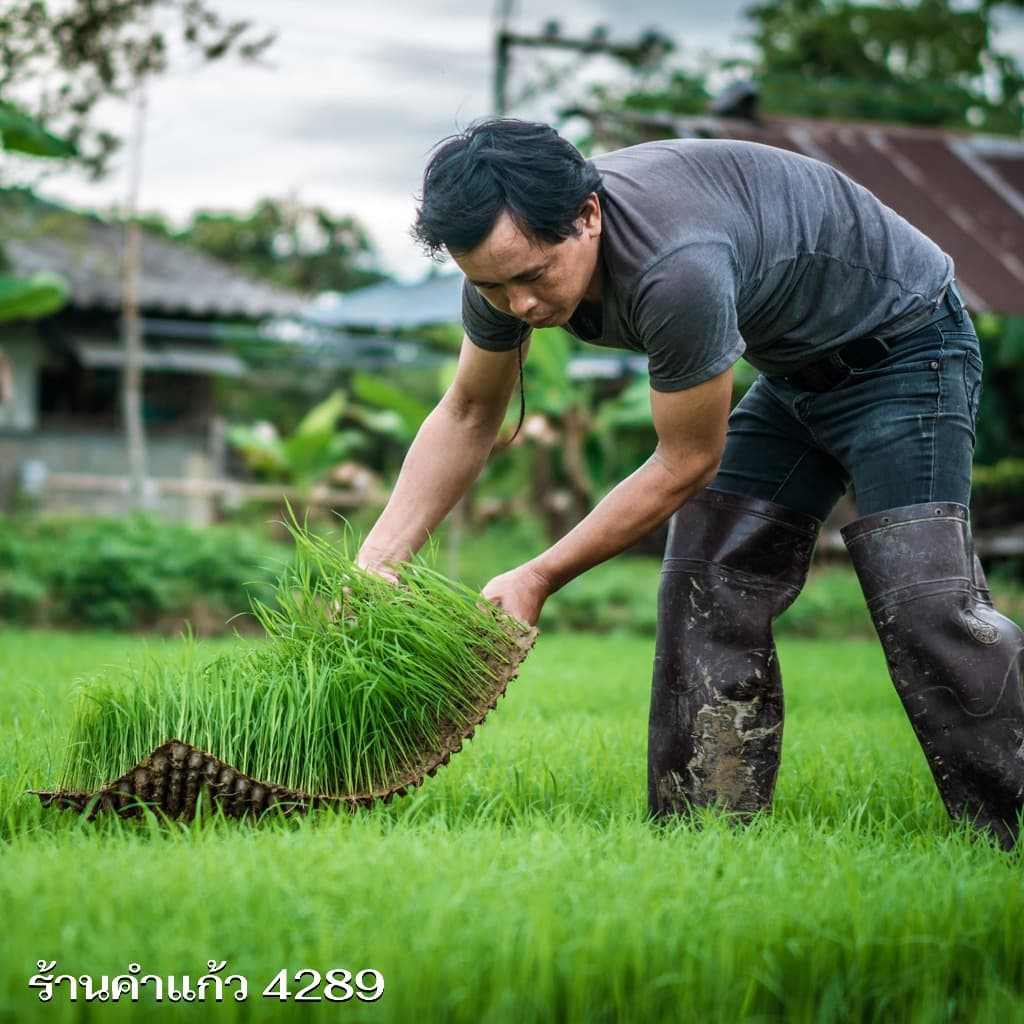 เมล็ดพันธุ์ข้าวญี่ปุ่น บรรจุ 1 Kg. พันธุ์ข้าวอย่างดี คัดพิเศษ ปลูกได้ตลอดปี ปลูกเองขายเองโดยวิธีธรรมชาติ รูปที่ 3