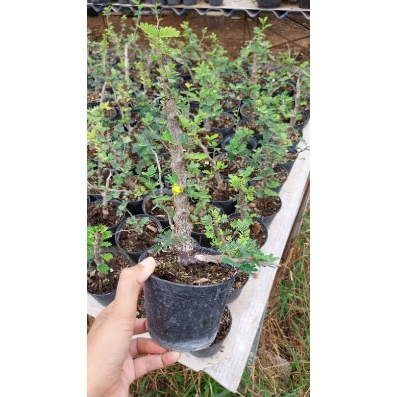 มะขามมาดากัสการ์ Senna Meridionalis มะขามมาดากัสการ์ กิ่งชำ รูปที่ 1
