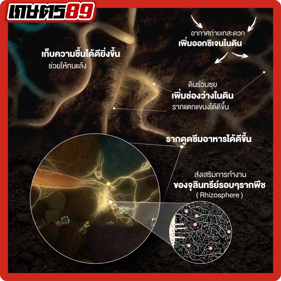 แบล็กเอิร์ธ Black Earth โพแทสเซียมฮิวเมท ฮิวมิกผงเข้มข้นละลายน้ำ ฉีดพ่นทางใบ ฟื้นฟูดิน รากกินอาหารได้มากขึ้น 25กก. รูปที่ 5
