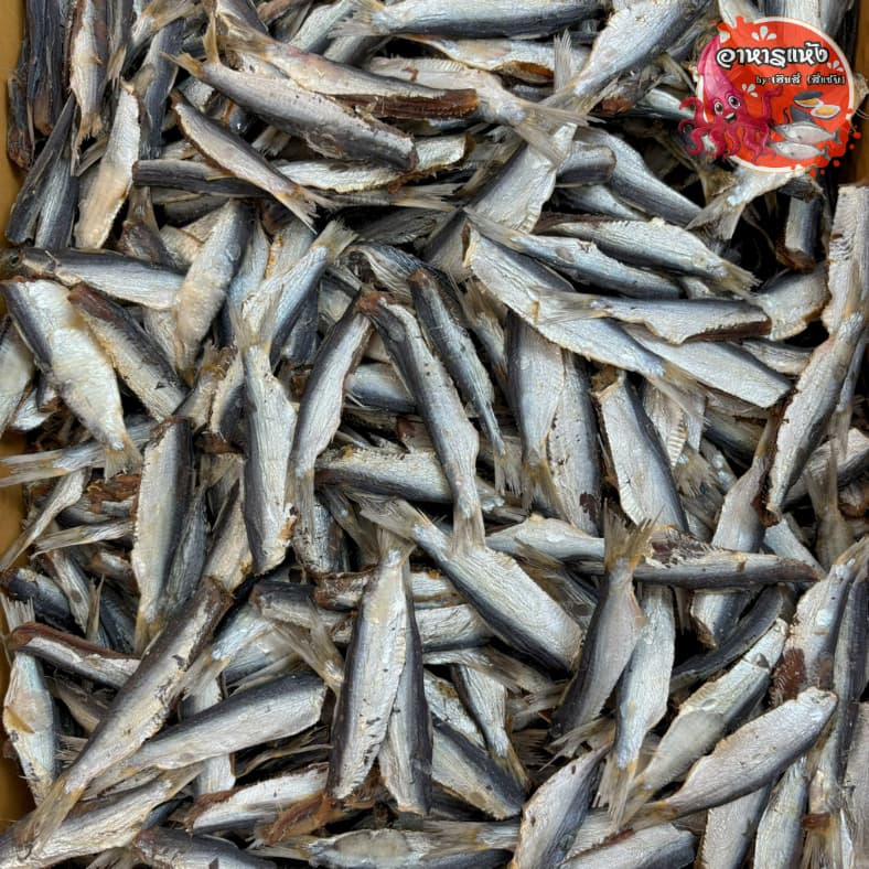 ปลาแชลั้น ‼ครึ่งกิโล‼ ตากแห้ง สดใหม่ อร่อย ออร์แกนิก รูปที่ 3