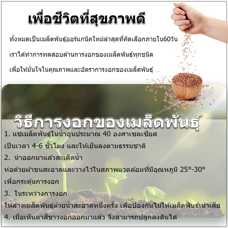 30 เมล็ดเมล็ดพันธุ์แตงโมยักษ์ เนื้อสีแดง หวานสุดๆ ปลูกง่ายลูกโต รูปที่ 6