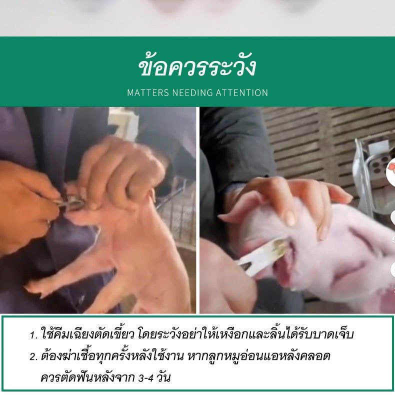 coralcoveshop กรรไกรตัดเขี้ยวหมู กรรไกรตัดฟันหมู คีมตัดฟันหมู กรรไกรตัดฟันสัตว์ แตนเลส 10-14ซม. รูปที่ 5