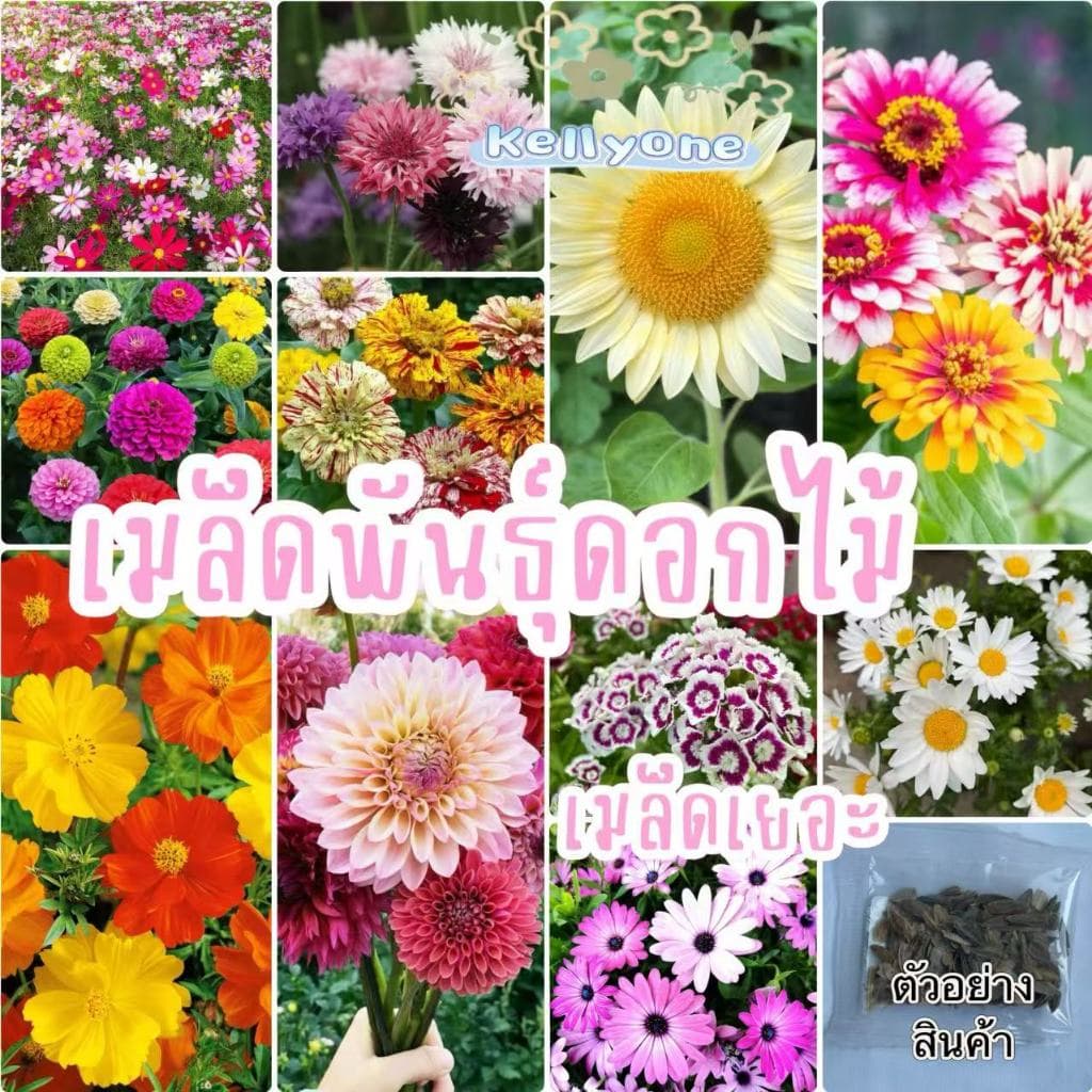 เมล็ดพันธุ์​ดอกไม้ นานาชนิด เมล็ดเยอะ เหมาะสำหรับบ้านและสวนขนาดเล็ก รูปที่ 1