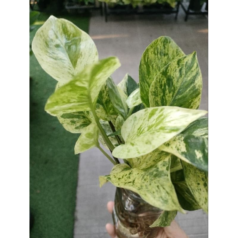 พลูด่าง/พลูด่างราชินีหินอ่อนMarble Queen กระถาง3-8นิ้วและแบบกิ่งตัดสด รูปที่ 1