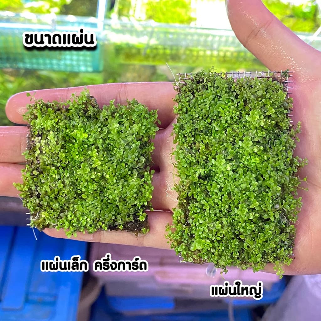 เพิลหวีตจิ๋วพันตะแกรง - Micranthemum monticaro. แบบกระถาง พร้อมปลูก ต้นไม้น้ำ รูปที่ 8