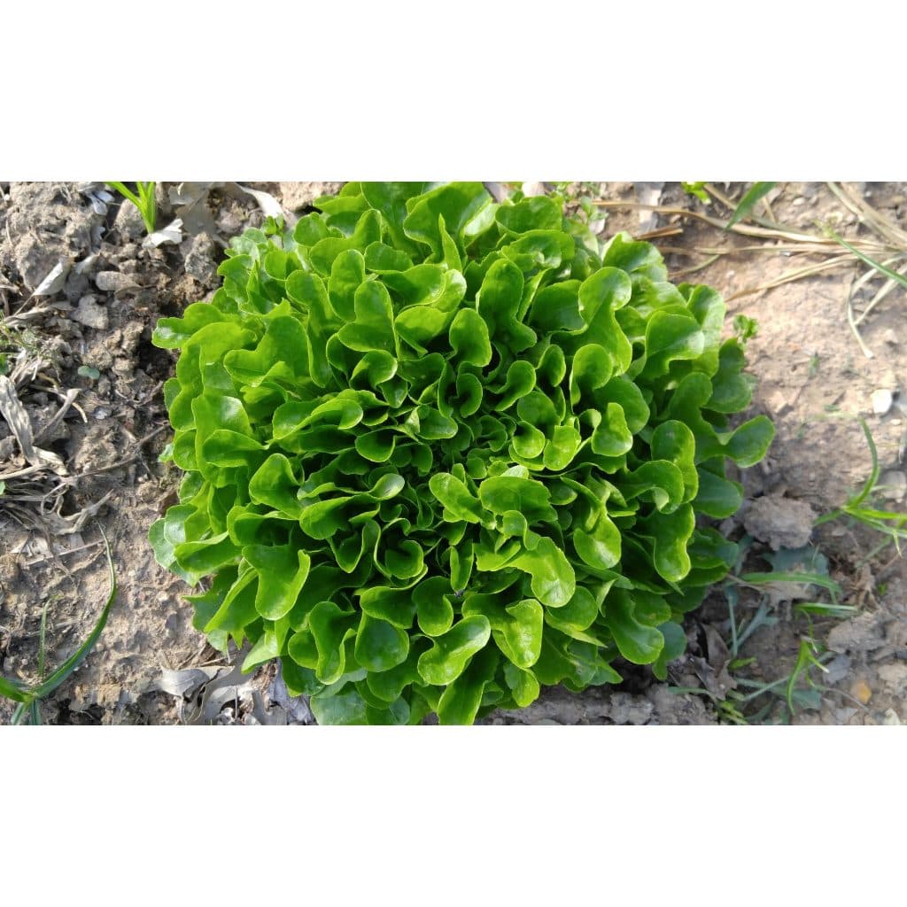 เมล็ดพันธุ์ ผักสลัด ใบโอ้ค 150 เมล็ด Oak Leaf Lettuce Seed เมล็ดพันธุ์แท้ 100% นำเข้าจากต่างประเทศ รูปที่ 5