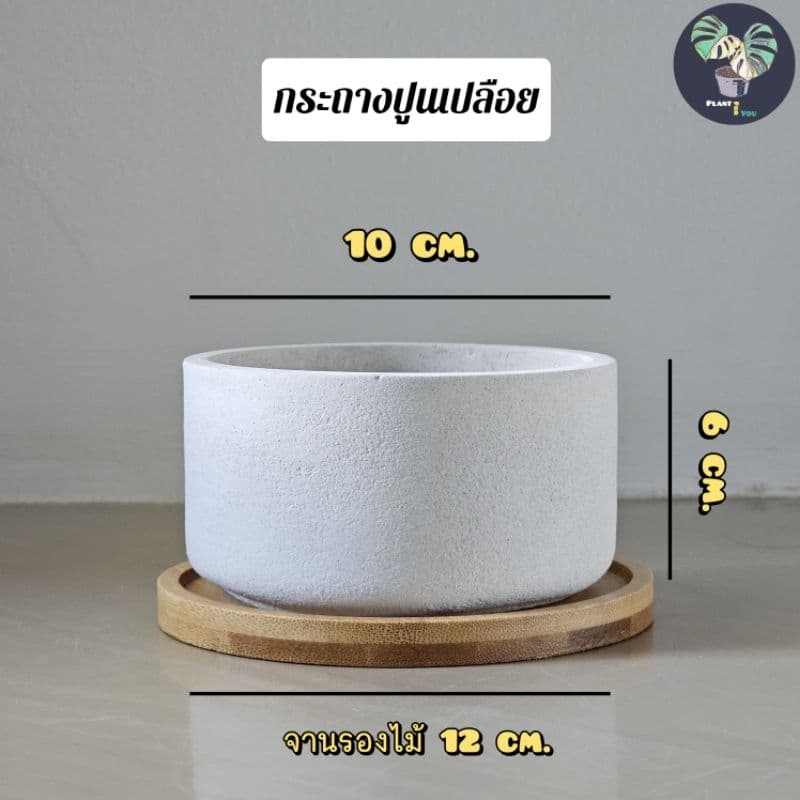 ต้นบัวบกโขด พร้อมกระถาง+จานรองไม้+หินภูเขาไฟแต่งหน้ากระถาง รูปที่ 9