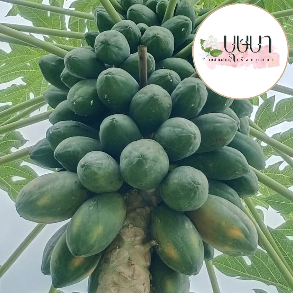 เมล็ดมะละกอเรดเลดี้ 5 บาท 10 เมล็ด รูปที่ 4