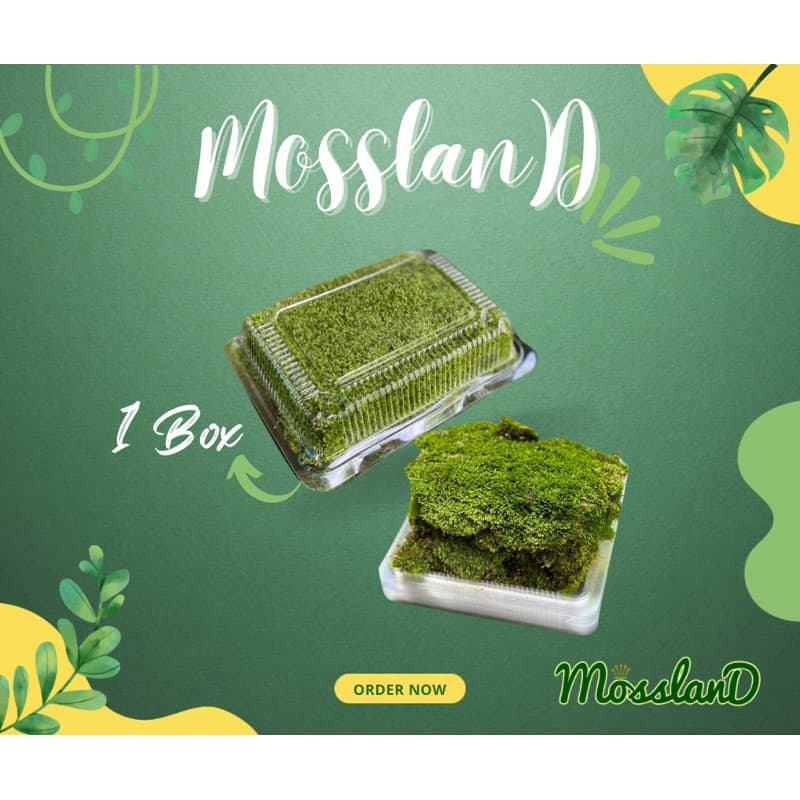 มอสดิน แบบกล่อง สดใหม่ให้เยอะ รีวิวดี ส่งตรงจากสวน มอสจัดสวน มอสสด มอส รูปที่ 8