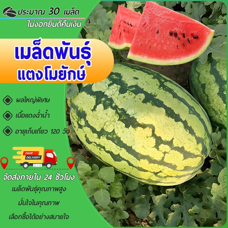 30 เมล็ดเมล็ดพันธุ์แตงโมยักษ์ เนื้อสีแดง หวานสุดๆ ปลูกง่ายลูกโต รูปที่ 1