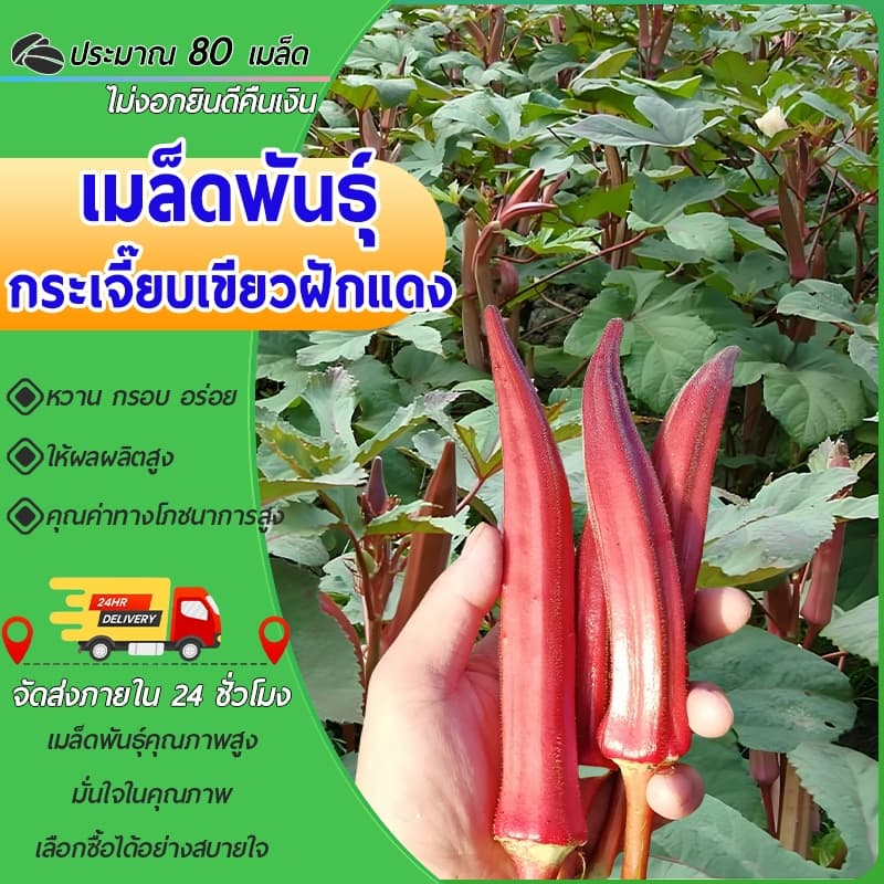 80 เมล็ด เมล็ดพันธุ์ กระเจี๊ยบเขียวฝักแดง กระเจี๊ยบเขียว ฝักแดง นำเข้าจากต่างประเทศ รูปที่ 1