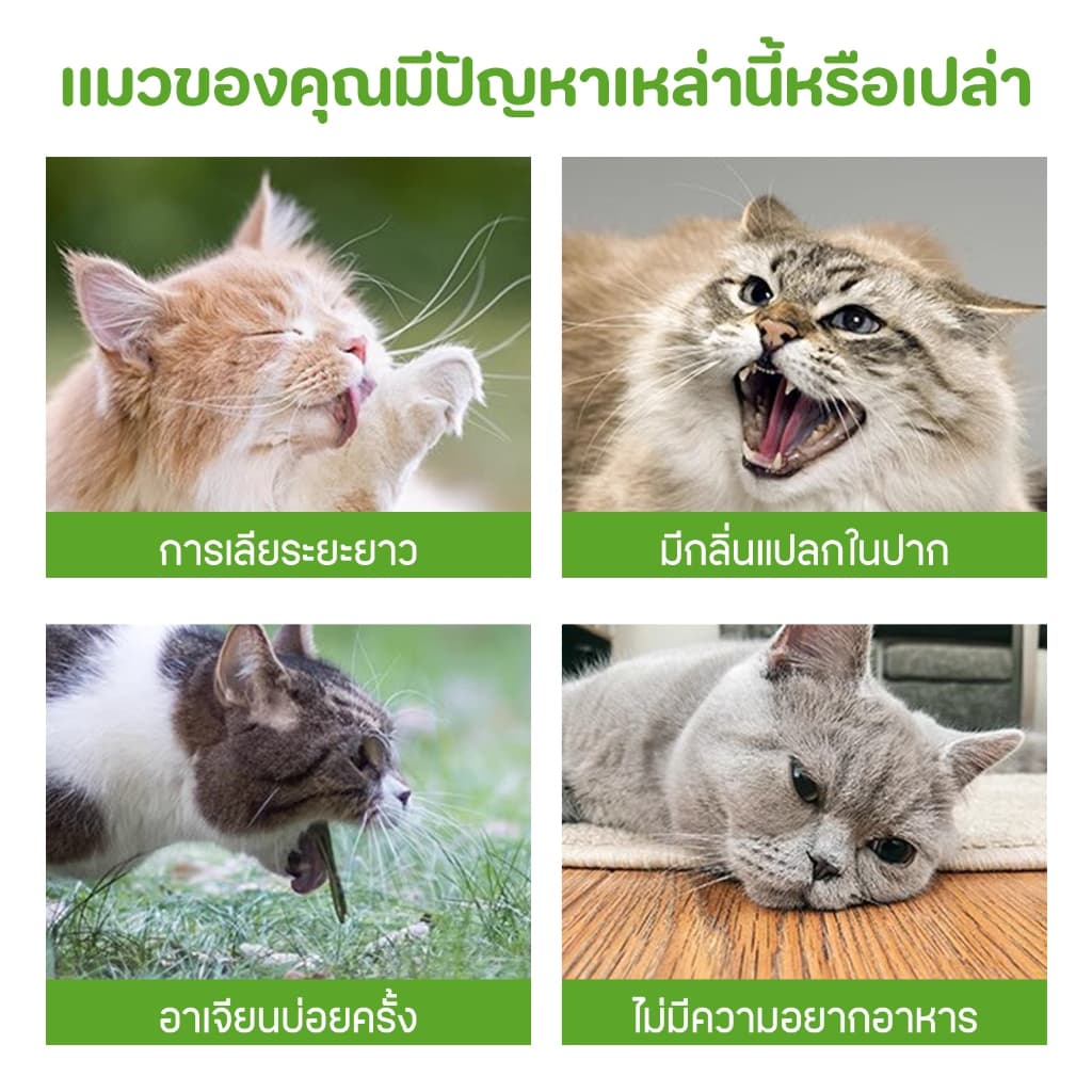 หญ้าแมวฟรีซดราย หญ้าแมวแห้ง ต้นอ่อนข้าวสาลี หญ้าแมวแท่ง ขนมหญ้าแมว ผลิตจากต้นอ่อนข้าวสาลี รูปที่ 5