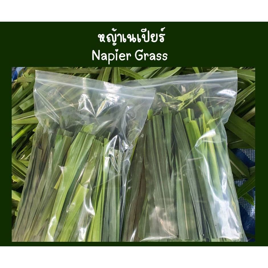 ใบหญ้าเนเปียร์สด ใหม่ปลอดสารพิษสำหรับสัตว์เต่ากระต่ายหนูแกสบี้ รูปที่ 1