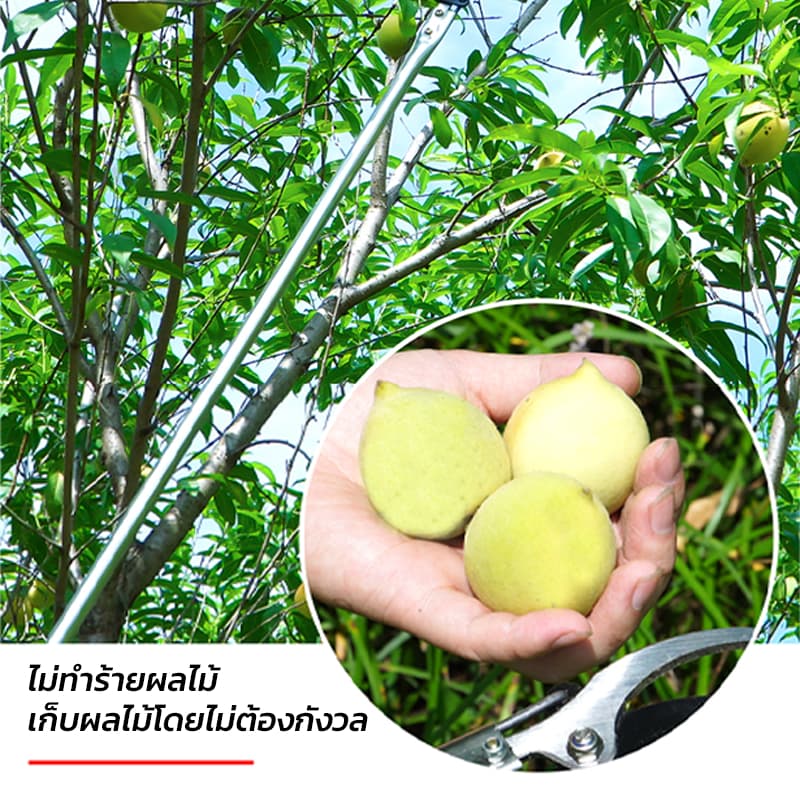 กรรไกรตัดกิ่งไม้สูง ยืดหกถึง1.5M กรรไกรตัดหนีบผลไม้ด้ามยาว กรรไกรเก็บผลไม้ กรรไกรเก็บผลไม้ ตัด หนีบ เลื่อยได้3in1 รูปที่ 8