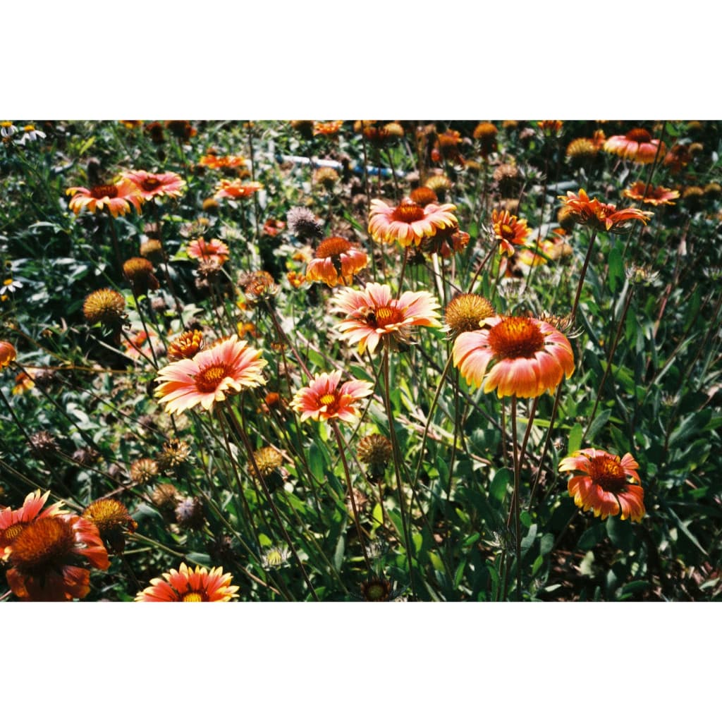 ฟิล์มสี สดใหม่ Fuji 400 รูปที่ 7