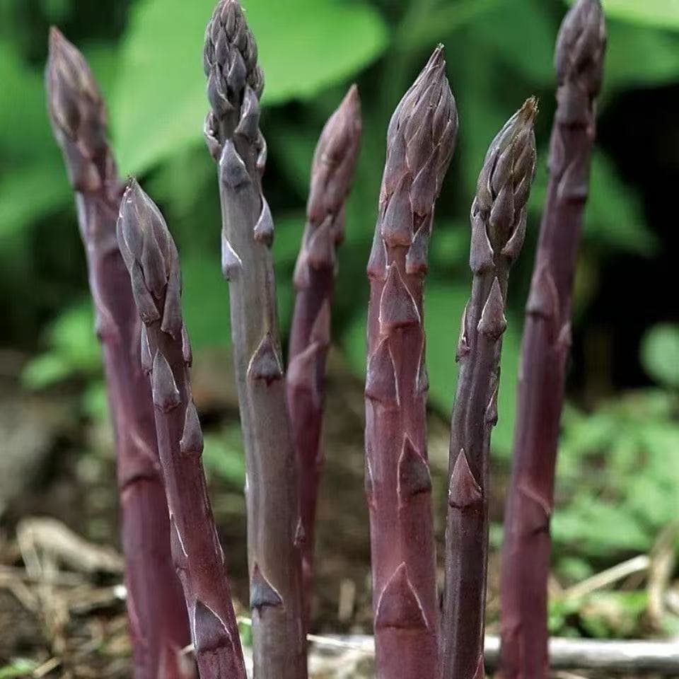 10 เมล็ดเมล็ดพันธุ์หน่อไม้ฝรั่งสีม่วง อเมริกันเมล็ดหน่อไม้ฝรั่งสีม่วง!!งอกง่าย โตไวพุ่มใหญ่ทานอร่อย รูปที่ 2