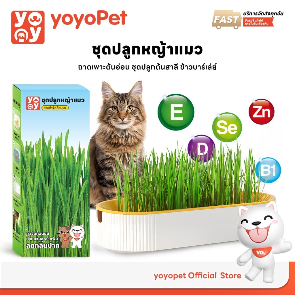 yoyopet : ชุดปลูกหญ้าแมว หญ้าแมว เมล็ดข้าวสาลี ถาดเพาะต้นอ่อน ชุดปลูกต้นสาลี ข้าวบาร์เล่ย์ รูปที่ 1