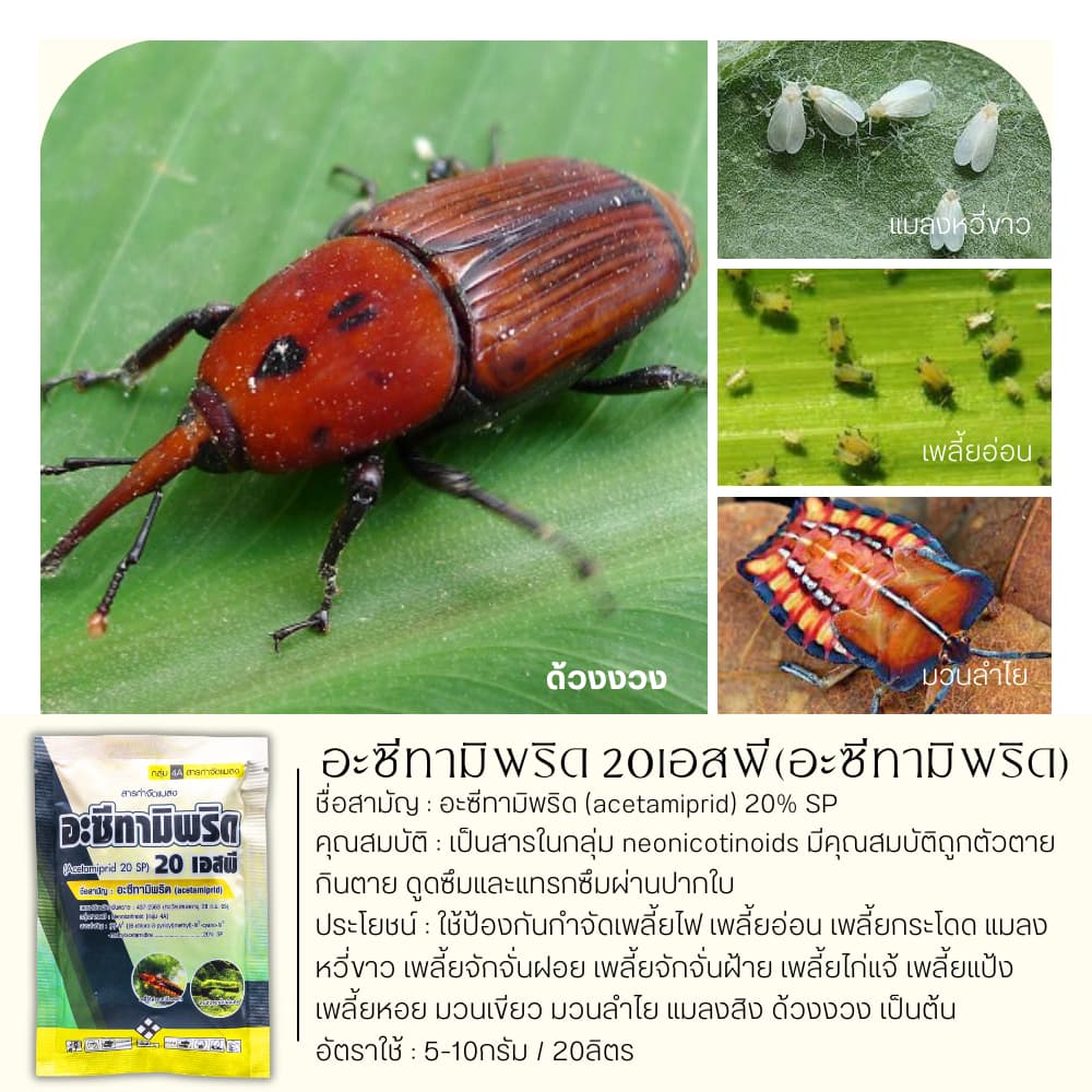 อะซีทามิพริด ตราไก่เกษตร 100กรัม ป้องกำจัดแมลงศัตรูพืช เพลี้ยไฟ แมลงหวี่ขาว ด้วงหมัดผัก เพลี้ยอ่อน รูปที่ 2