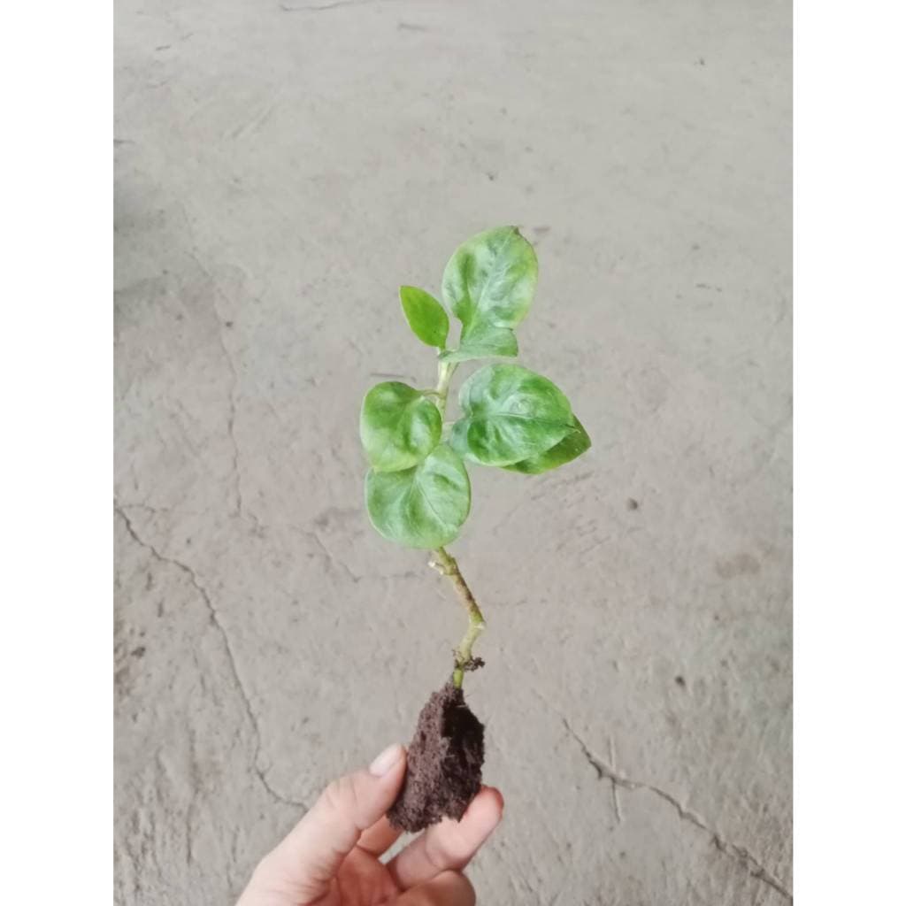 ต้นกล้า วอเตอร์เครส สีเขียว green watercress สลัดน้ำ กล้าละ 10บาท รูปที่ 8