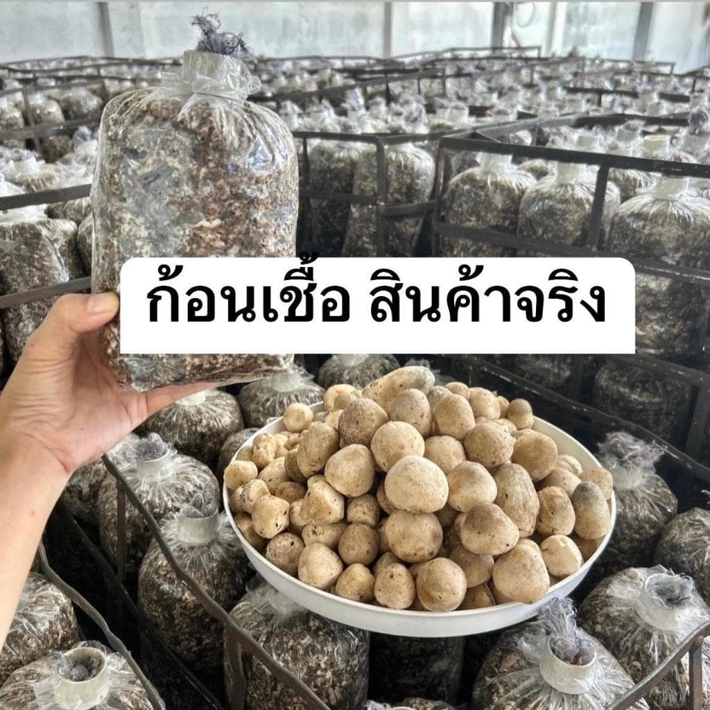 ก้อนเชื้อเห็ดฟาง6ก้อน รูปที่ 5