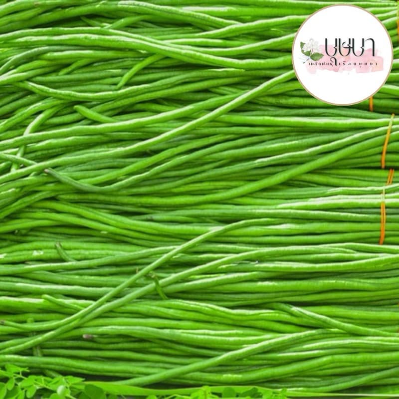 เมล็ดพันธุ์ถั่วฝักยาว 20 เมล็ด 9 บาท รูปที่ 6