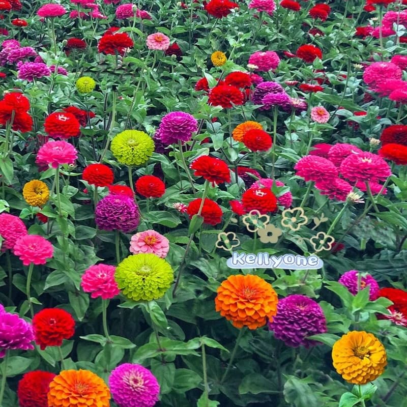 เมล็ดพันธุ์​ดอกไม้ นานาชนิด เมล็ดเยอะ เหมาะสำหรับบ้านและสวนขนาดเล็ก รูปที่ 2