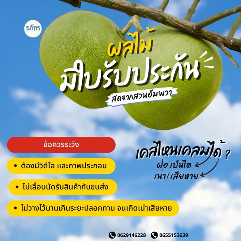 ส้มโอขาวใหญ่อัมพวาแท้ ส่งตรงจากสวน ขายเอง - คละไซส์ รูปที่ 8