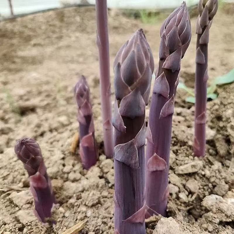 10 เมล็ดเมล็ดพันธุ์หน่อไม้ฝรั่งสีม่วง อเมริกันเมล็ดหน่อไม้ฝรั่งสีม่วง!!งอกง่าย โตไวพุ่มใหญ่ทานอร่อย รูปที่ 3